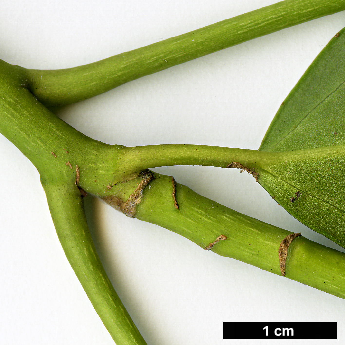 High resolution image: Family: Araliaceae - Genus: Hedera - Taxon: colchica